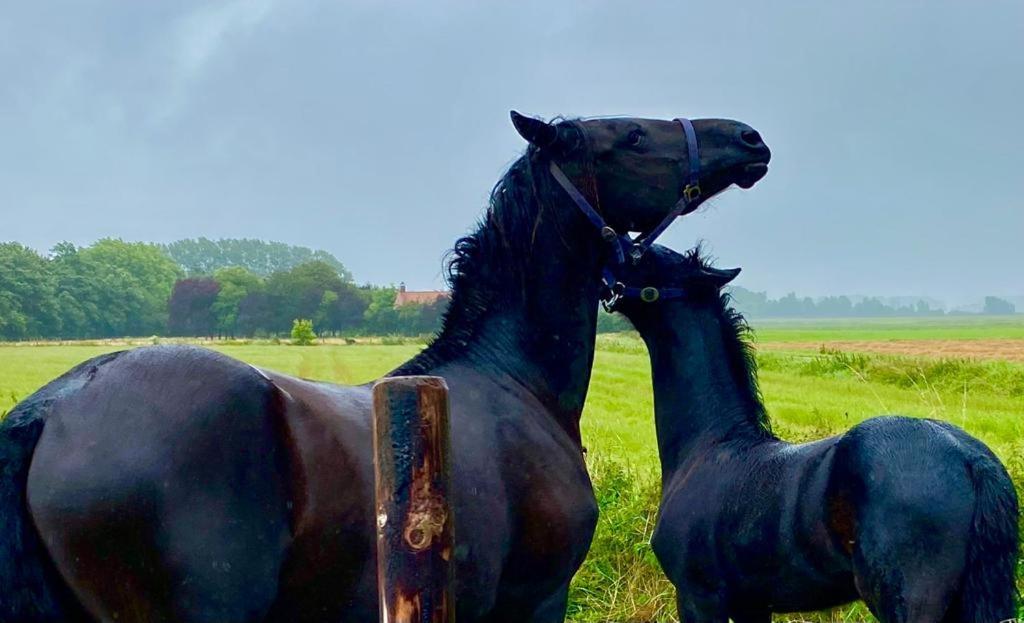 Natuurhuis Zeeuwse Rust Voor Wandelingen Aan Zee, Fietstochten In Natuur En Culinair Genieten Vila IJzendijke Exterior foto